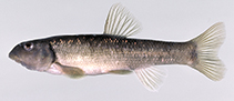 Image of Exoglossum maxillingua (Cutlips minnow)