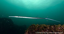 Image of Fistularia commersonii (Bluespotted cornetfish)