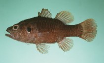 Image of Fowleria aurita (Crosseyed cardinalfish)