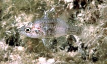 Image of Foa brachygramma (Weed cardinalfish)