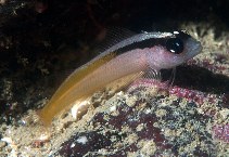 Image of Forsterygion flavonigrum (Yellow-and-black triplefin)