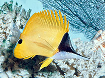 Image of Forcipiger flavissimus (Forcepsfish)