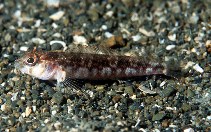 Image of Matanui profundum (Deepwater triplefin)