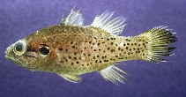 Image of Fowleria punctulata (Spotcheek cardinalfish)