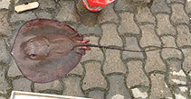 Image of Fontitrygon ukpam (Thorny freshwater stingray)