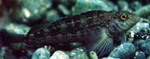 Image of Forsterygion varium (Striped triplefin)