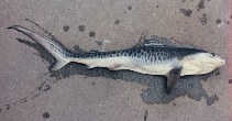 Image of Galeocerdo cuvier (Tiger shark)