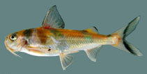 Image of Gagata dolichonema 