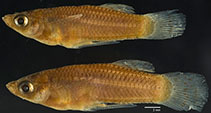 Image of Gambusia nicaraguensis (Nicaraguan mosquitofish)