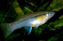 Image of Gambusia punctata (Cuban gambusia)