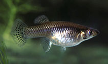 Image of Gambusia puncticulata (Caribbean gambusia)