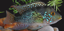 Image of Geophagus brasiliensis (Pearl cichlid)