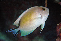 Image of Genicanthus caudovittatus (Zebra angelfish)