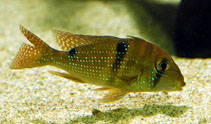 Image of Geophagus harreri (Maroni eartheater)