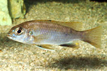 Image of Gephyrochromis lawsi 