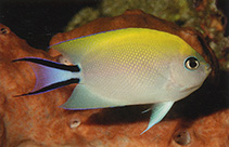 Image of Genicanthus melanospilos (Spotbreast angelfish)