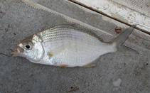 Image of Gerres nigri (Guinean striped mojarra)