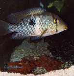 Image of Geophagus obscurus 