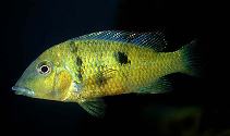 Image of Geophagus pellegrini (Yellowhump eartheater)