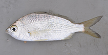 Image of Gerres subfasciatus (Common silver belly)