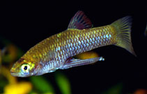 Image of Girardinus creolus (Creole topminnow)