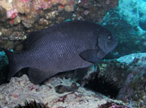 Image of Girella elevata (Black drummer)