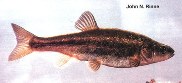 Image of Gila intermedia (Gila chub)