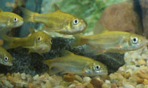 Image of Gila nigrescens (Chihuahua chub)