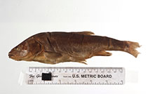 Image of Gila nigra (Headwater chub)