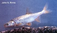 Image of Gila robusta (Roundtail chub)