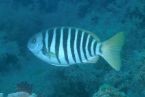 Image of Girella zebra (Zebra fish)