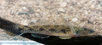 Image of Glossogobius aureus (Golden tank goby)