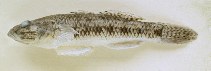 Image of Glossogobius celebius (Celebes goby)