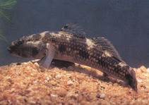 Image of Glossogobius olivaceus 