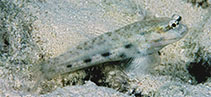 Image of Gladiogobius rex (King goby)