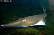 Image of Glaucostegus typus (Giant shovelnose ray)