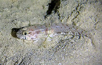 Image of Gnatholepis knighti 