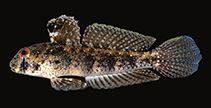 Image of Gnatholepis yoshinoi (Yoshino\