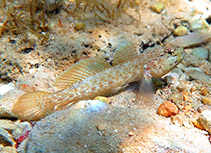 Image of Gobius bucchichi (Bucchich\