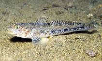 Image of Gobius geniporus (Slender goby)