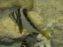 Image of Goniistius gibbosus (Magpie morwong)