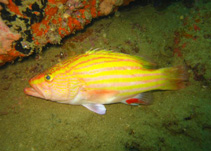 Image of Gonioplectrus hispanus (Spanish flag)