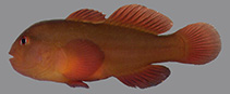 Image of Gobiodon irregularis (Rufous coralgoby)