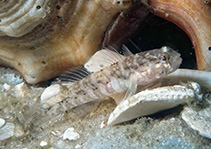 Image of Gobiosoma longipala (Twoscale goby)