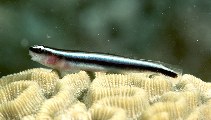 Image of Elacatinus lobeli (Caribbean neon goby)