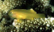 Image of Gobiodon okinawae (Okinawa goby)