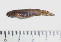 Image of Gobiosoma hemigymnum (Half naked goby)