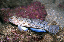 Image of Gobius rubropunctatus 