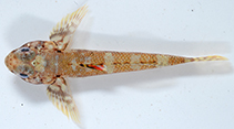 Image of Gobius salamansa (Salamansa goby)