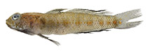 Image of Gobius xoriguer (Kestrel goby)